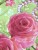 Постельное белье "Бархатные розы", фото 1