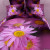 Постельное белье Mariposa Краса, фото